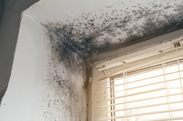 Affordable Bathroom Mold Removal solutions in Roanoke, TX
