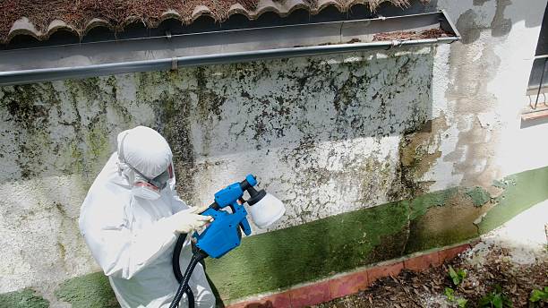 Top rated local Bathroom Mold Removal specialists in Roanoke, TX